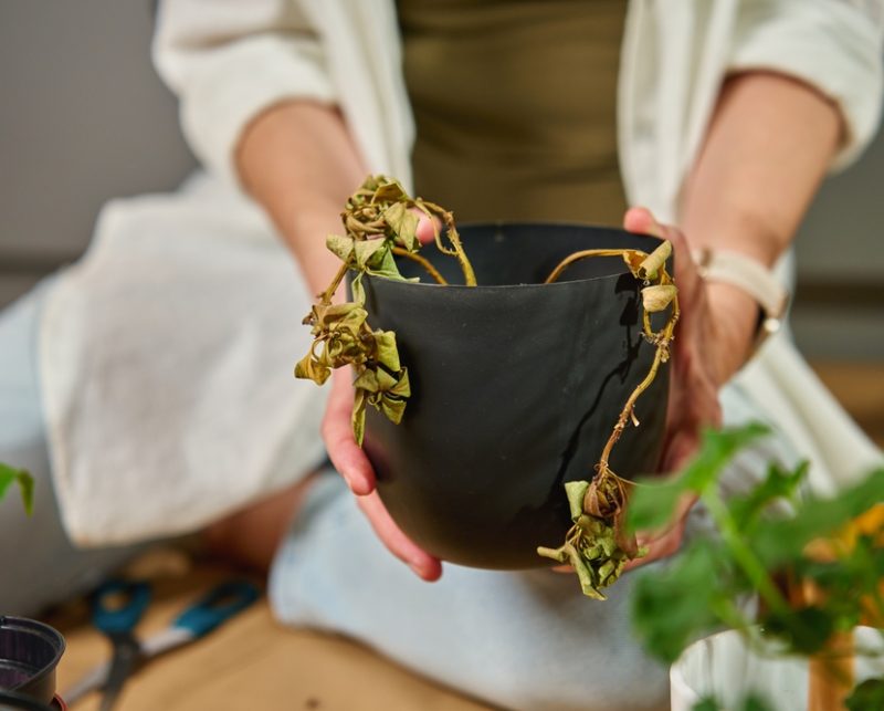 Woman,Holding,Wilted,Plant,With,Dried,Leaves,In,Black,Pot.