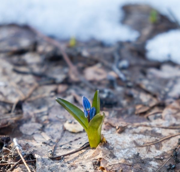 Blue,Snowdrops,Snow,Close-up.,The,First,Spring,Flowers,Are,Making