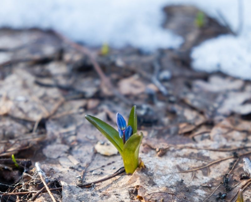 Blue,Snowdrops,Snow,Close-up.,The,First,Spring,Flowers,Are,Making
